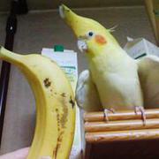 bananopapug