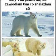 Polarne koty