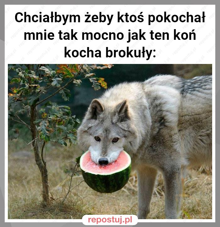 Chciałbym żeby ktoś pokochał mnie tak mocno jak ten koń kocha brokuły: