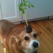 pies z rośliną na głowie