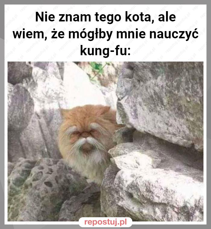 Nie znam tego kota, ale wiem, że mógłby mnie nauczyć kung-fu: