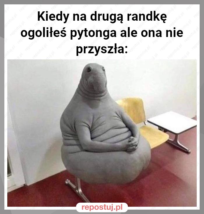 Kiedy na drugą randkę ogoliłeś pytonga ale ona nie przyszła: