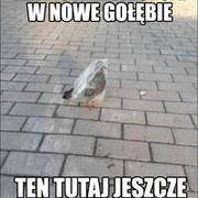 Nowa seria gołębi