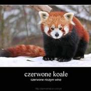 Czerwone koale xD