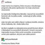 Chaotyczny dobry piesek