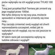 Antyszczepionkowcy biorą się za psy xD