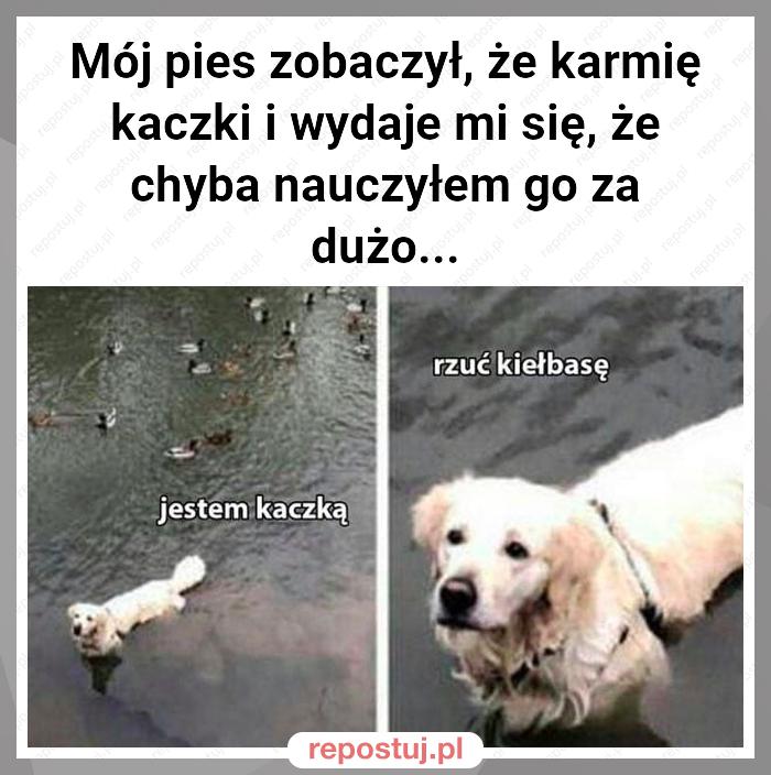 Mój pies zobaczył, że karmię kaczki i wydaje mi się, że chyba nauczyłem go za dużo...