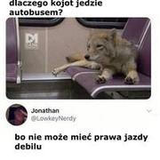 Kojot w autobusie