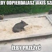 Dziki