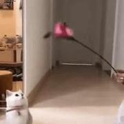 Jak złapać kota