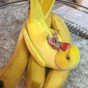 Pierzasty banan