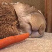 Jak obudzić królika