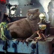 Jabba The Cat
