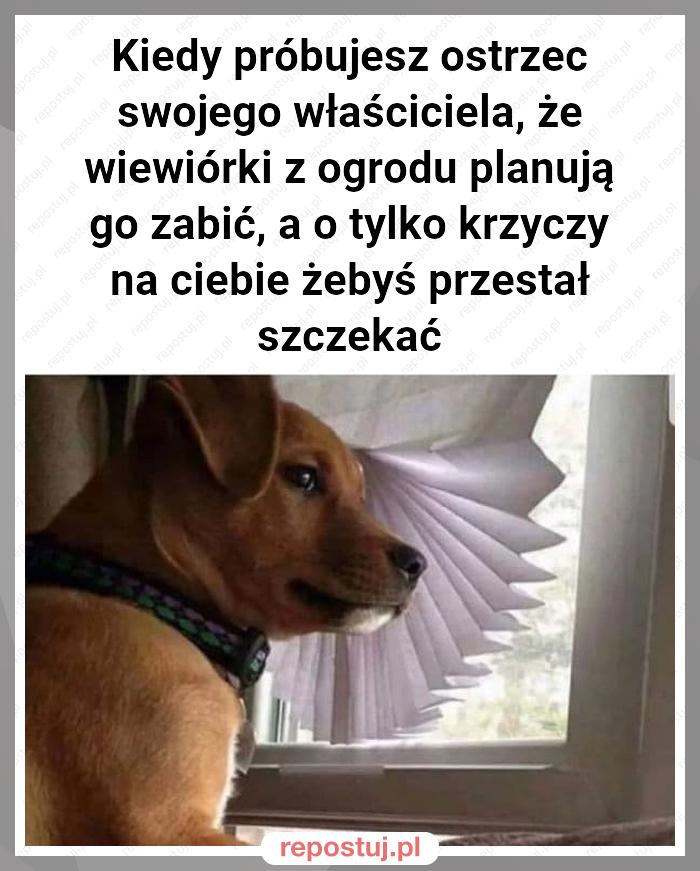 Kiedy próbujesz ostrzec swojego właściciela, że wiewiórki z ogrodu planują go zabić, a o tylko krzyczy na ciebie żebyś przestał szczekać