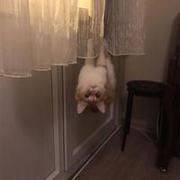 Spidercat