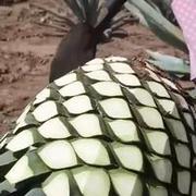 Ogromny ananas