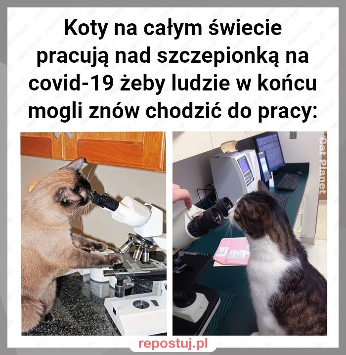Koty na całym świecie pracują nad szczepionką na covid-19 żeby ludzie w końcu mogli znów chodzić do pracy: