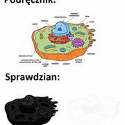 Każdy sprawdzian w szkole