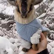 Mała koza pierwszy raz widzi śnieg