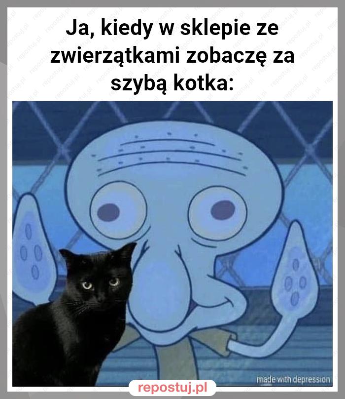 Ja, kiedy w sklepie ze zwierzątkami zobaczę za szybą kotka: