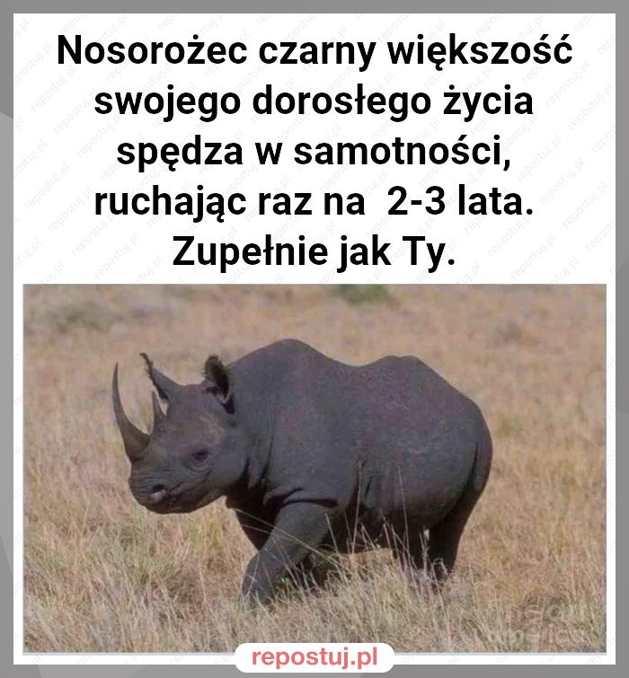 Nosorożec czarny większość swojego dorosłego życia spędza w samotności, ruchając raz na  2-3 lata. Zupełnie jak Ty.