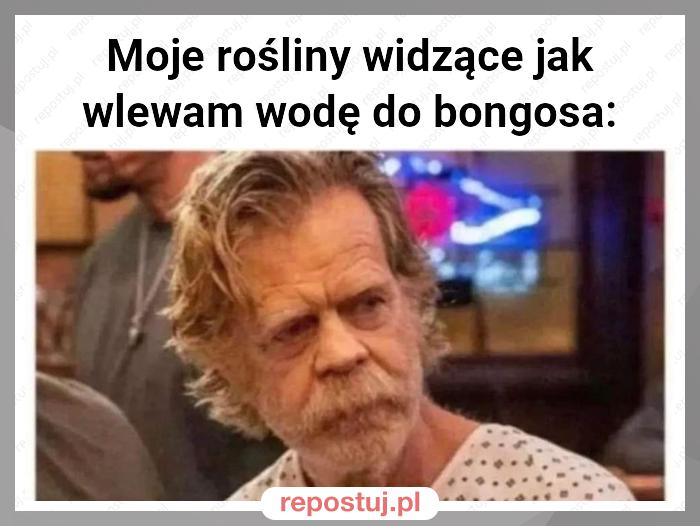 Moje rośliny widzące jak wlewam wodę do bongosa: