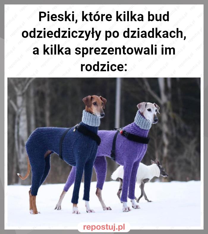 Pieski, które kilka bud odziedziczyły po dziadkach, a kilka sprezentowali im rodzice: