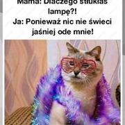 Śmieszne kotki - memy z kotami cz 1